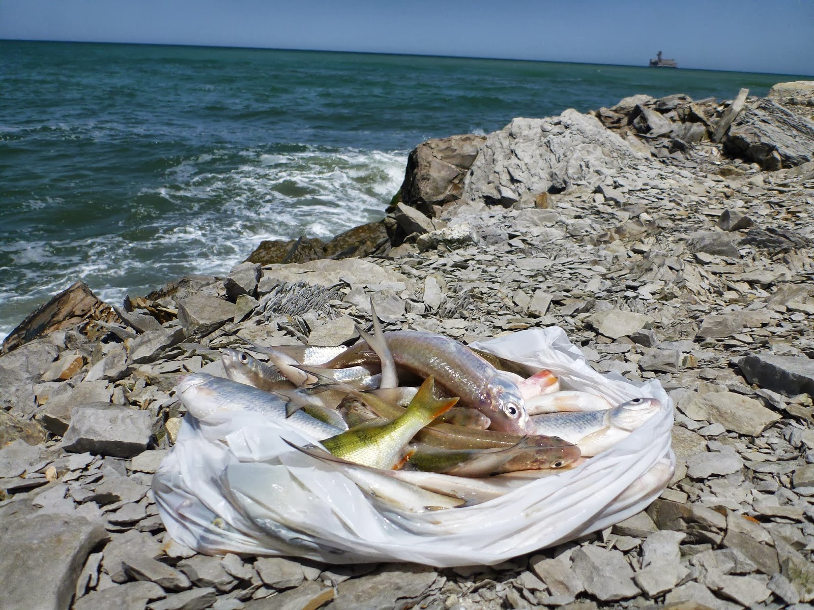 рыбы каспийского моря названия